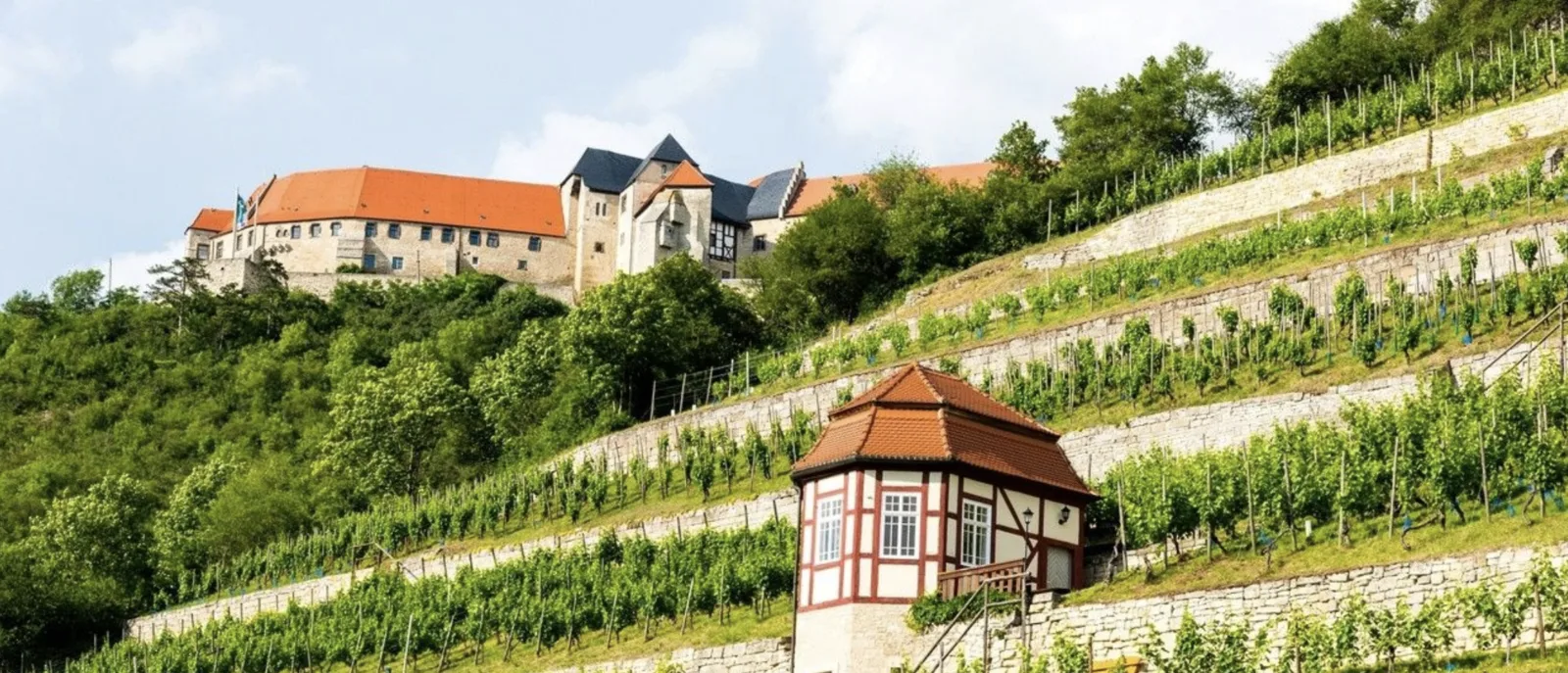 Weinberg-Terrassen mit Schloss über dem Saale-Unstrut-Tal